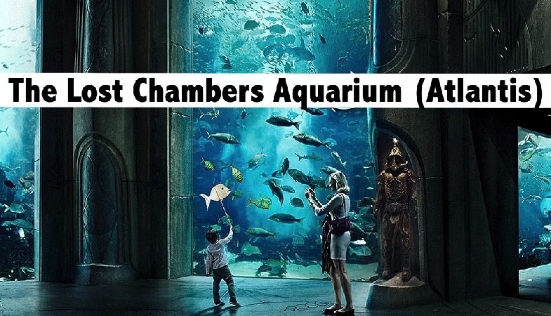 The Lost Chambers Aquarium (Atlantis) Tickets for only AED59