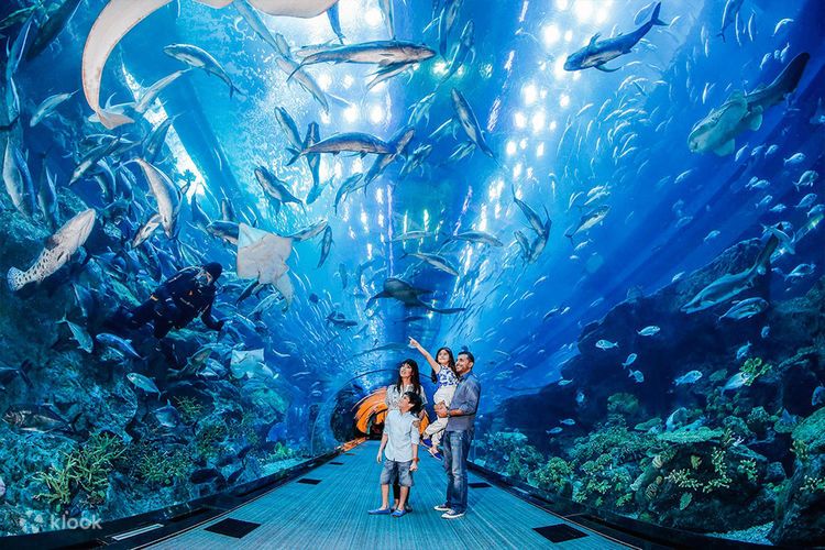 Dubai Mall Aquarium, Underwater Zoo, Penguin Cove, Glass Boat Ride Packages