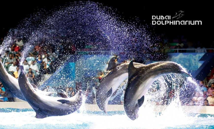 Dubai Dolphinarium - Dolphin & Seal Show | Exotic Bird Show Tickets
